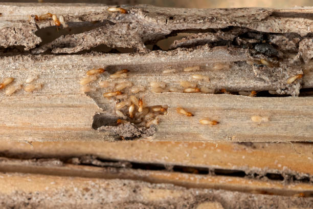 Pest Control for Restaurants in Leland, NC